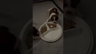 Kooikerhondje Welpen essen das erste Mal aus dem Napf 😍 cutepuppy puppydog doglover welpenliebe [upl. by Inah]