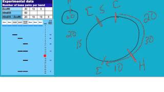 plasmid mapping tutorial [upl. by Rasia496]