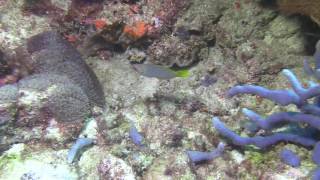 A Checkerboard Wrasse Halichoeres hortulanus in the wild [upl. by Aramak]