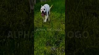 Dogo argentino hunting mode 👺😱 dog pitlove dogbreed americanbully dogoargentino viral [upl. by Brasca]