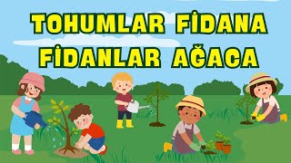 Tohumlar Fidana Fidanlar Ağaca  Çocuk Şarkısı [upl. by Premer26]