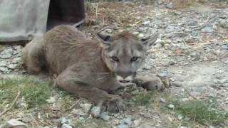 Pet Cougar in Heat [upl. by Okimuy]