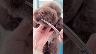 ADORABLE CAVAPOO FACELIFT AND STYLING 🐾🐶🙉 dog cuteanimal puppy cutepet cutepuppy [upl. by Nosyerg]