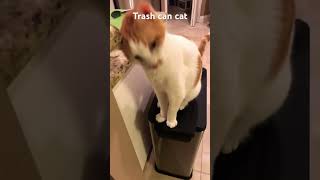 Cat on trash can [upl. by Zapot]