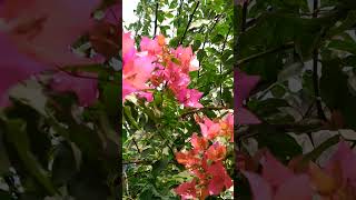 Bougainvillea glabrapaper flower 💗💚gardenflowernaturebeautynatureslover 💚💚💚 [upl. by Inman160]