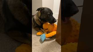 My lil doggie dude grooming his favorite toy monkey 🤣 doglover germanshepherd funny funnydog [upl. by Atnahsa518]