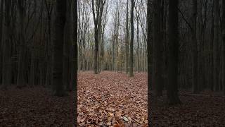 Autumn 🍁carpet at Landgoed Pijnenburg [upl. by Lalita]