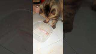 Liono vs catfishcatfish liono leocat catsworld fishbowl fishing petmusic [upl. by Tasiana989]