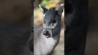 Why Does This Deer Have Fangs Meet the Tufted Deer facts fact shorts short animals animal [upl. by Eissed]