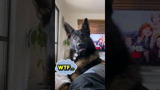 He actually adopted a retired Police Dog 😱hearttouching germanshepherdshorts [upl. by Sucramaj434]