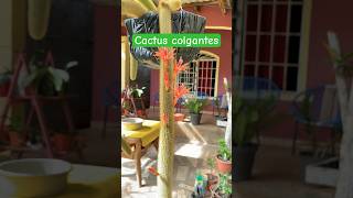 Conoce el bello CACTUS colgante COLA de MONO o CLEISTOCACTUS plantas plantasgrandes cactus [upl. by Aillemac]