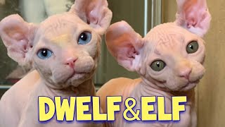 Adorable Dwelf Cat amp Elf Cat Compilation  New Hairless Cat Breeds [upl. by Iolande628]