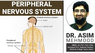 Biology of Peripheral Nervous System  Hindi  Urdu [upl. by Adriana]