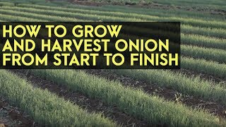 How to Plant Grow and Harvest Onions from Start to Finish Full Instructional Video [upl. by Soll]