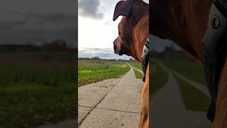 Rufus will never relax shorts fyp ridgeback nature [upl. by Felicio622]