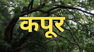 कपूर कैसे बनता है  How camphor is made  Kapoor [upl. by Acnoib]