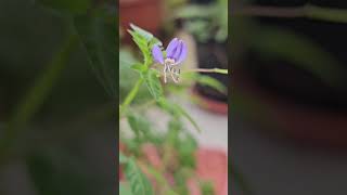 Cleome [upl. by Colleen]