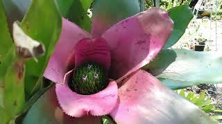 Planting Bromeliads [upl. by Kohn]