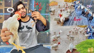 My Old Pets Vlog😍 aseel chicken pets petsvlog [upl. by Bramwell536]