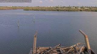 Hurricane Helene Cam  Captiva Osprey PTZ POV Offline from PowerInternet Outage [upl. by Ariana288]