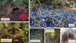 NestBuilding Bowerbirds [upl. by Nrol]