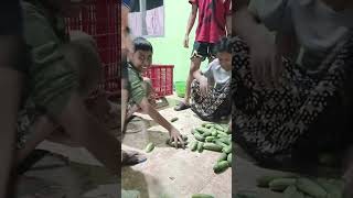 Guggeuls farm sedang live darulhufadz farm cipacing [upl. by Prentiss]