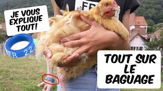 Comment baguer ses poules Tout sur le baguage [upl. by Leak]