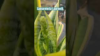 Sansevieria Laurentii is flowering sansevieria succulent subscribe [upl. by Alegnatal867]