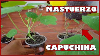 APRENDE A CULTIVAR PLANTAS DE MASTUERZO  CAPUCHINA DESDE SEMILLA [upl. by Traweek392]