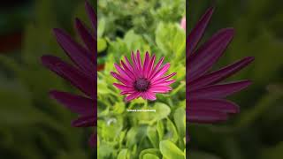 Osteospermum Flowers Mix Colour in my terrace garden shorts gardening flowers [upl. by Otreblasiul]