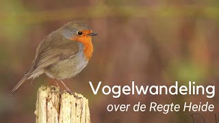 Vogelwandeling over de Regte heide 1197 [upl. by Shaun]