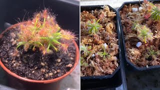 Drosera scorpioides with update [upl. by Anerul]