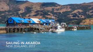 Akaroa Sailing with Hector Dolphins [upl. by Sprague931]