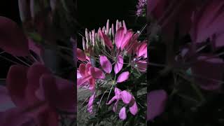 Cleome Pink [upl. by Frannie]