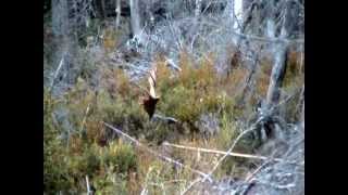 58quot ANTLERS spread How to haul out a big moose from a swamp part 1 [upl. by Mignonne]