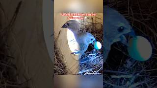 Cowbird came in to the nest and stealing an egg birds Bluebird birdlovers backyardbirds [upl. by Barcellona135]