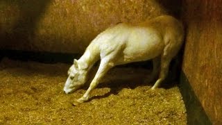 36 year old horse during narcolepsy attack [upl. by Luapleahcim]