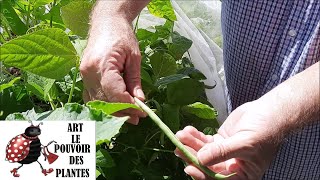 Potager sur balcon haricot vert grimpant  semis culture récolte Plante annuelle [upl. by Clough]