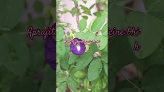 Aprajita flower medicine 💊 bhi h flowers amazingfacts trending youtubeshorts shorts gardening [upl. by Rebekah]