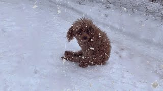 Paralyzed dog cries and pleads with tears and despair for help from snowstorm [upl. by Grubman]