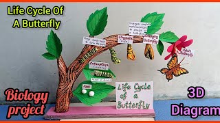 Life Cycle Of A Butterfly 3D model  life cycle of butterfly model project biologyproject [upl. by Viradis]