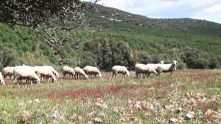 Documental ganadería ecológica [upl. by Syhr114]