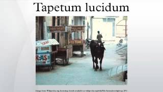 Tapetum lucidum [upl. by Herman]