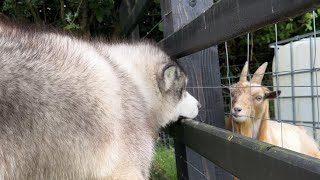 Husky Reacts To Pygmy Goat And Hes Not Happy [upl. by Ekram]