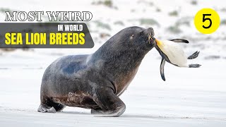 Most Weird Sea Lion Breeds In The World  Wild Whim [upl. by Nyrhtak536]