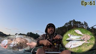 Big Beautiful Fish Out Te Ngaere Ep 61 [upl. by Amilas]