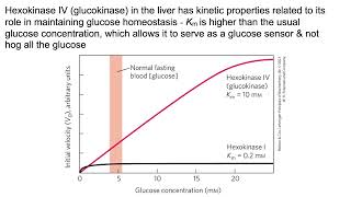 Glycolysis amp gluconeogenesis Intoodeep edition   For those who like details [upl. by Marrilee896]