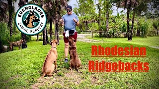 Have You Ever Seen A RHODESIAN RIDGEBACK Dog  Beautiful Breeds  Food Motivated  Gentle Dogs [upl. by Coad390]