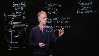 PCR Genotyping [upl. by Igor333]