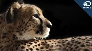 How Cheetahs Are Killing Themselves [upl. by Areyk223]